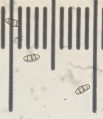 Hysterium angustatum
