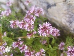 Lobelia jasionoides