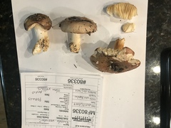 Russula versicolor