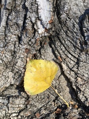 Hysterium angustatum