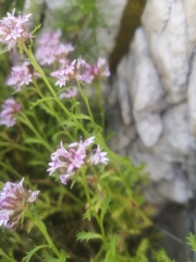 Lobelia jasionoides
