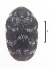 Anthrenocerus australis