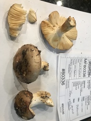 Russula versicolor