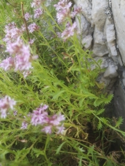 Lobelia jasionoides