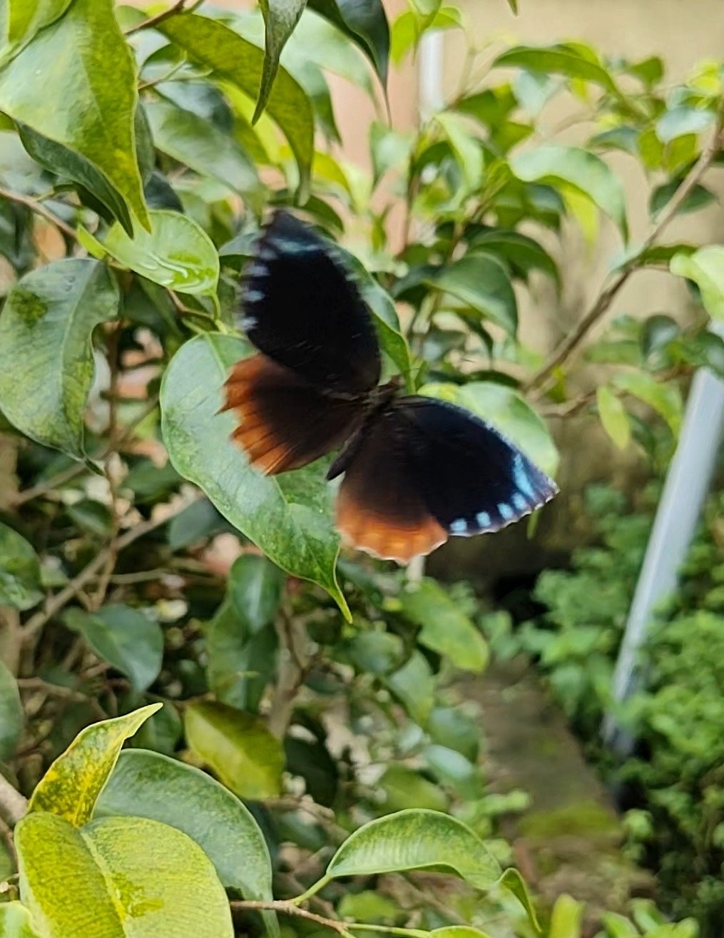 Common Palmfly
