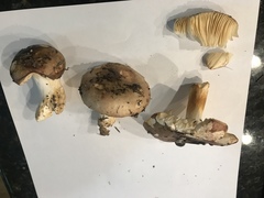 Russula versicolor