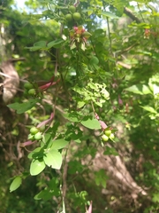 Tropaeolum pentaphyllum