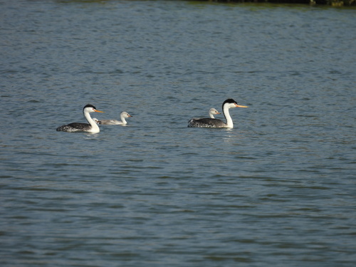 iNaturalist observation photo of Clark's Grebe