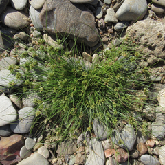 Fimbristylis vahlii