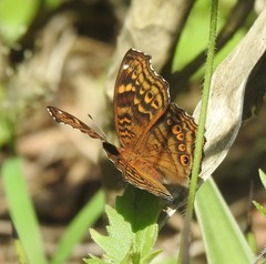 Junonia chorimene
