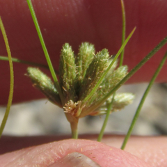 Fimbristylis vahlii