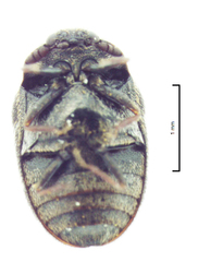 Anthrenocerus australis