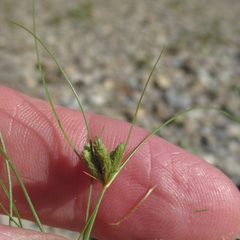 Fimbristylis vahlii
