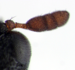 Anthrenocerus australis