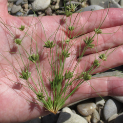 Fimbristylis vahlii