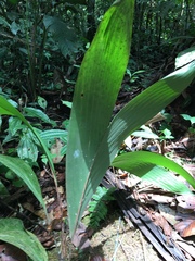 Bactris