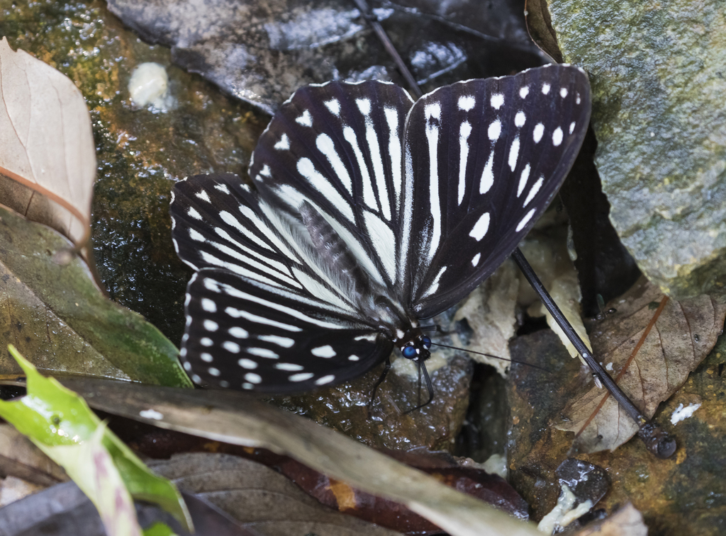 Penthema michallati