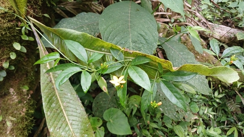 Psiguria pedata, photograph 1