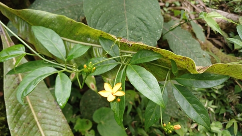 Psiguria pedata, photograph 2