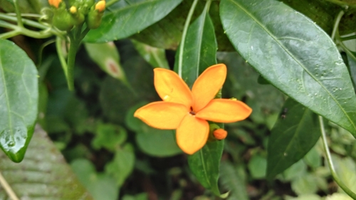 Psiguria pedata, photograph 3