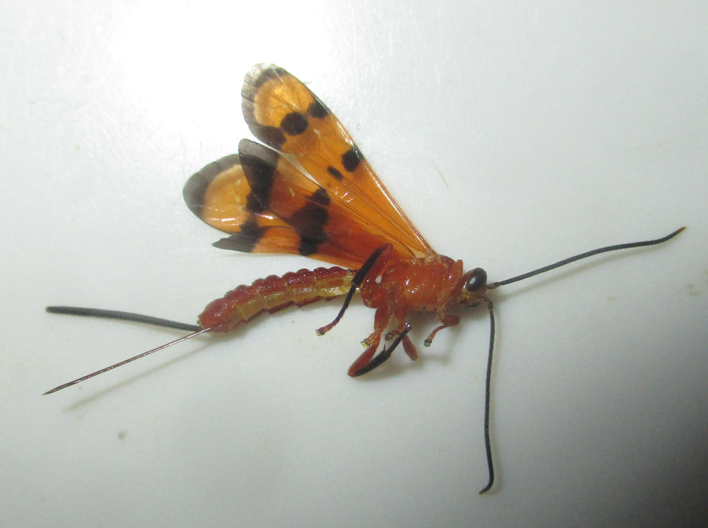 Camptotypus vipioides