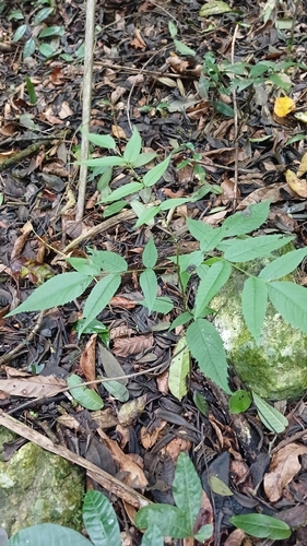 Juglans jamaicensis, photograph 2
