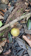 (c) Mario Guzmán, some rights reserved (CC BY) Juglans jamaicensis, photograph (c) Mario Guzmán, some rights reserved (CC BY)