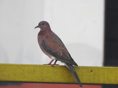 Streptopelia senegalensis