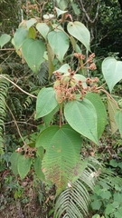 Miconia umbellata