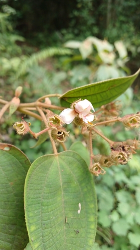 Miconia umbellata, photograph 2
