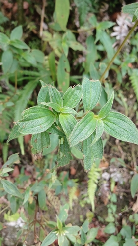 Miconia umbellata, photograph 3
