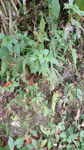 Miconia umbellata, photograph 4