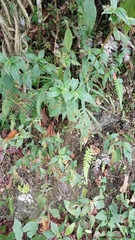 Miconia umbellata, photograph (c) Mario Guzmán, some rights reserved (CC BY)