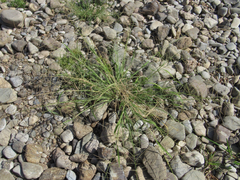 Leptochloa mucronata