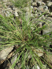Leptochloa mucronata