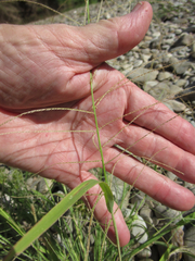Leptochloa mucronata