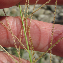 Leptochloa mucronata