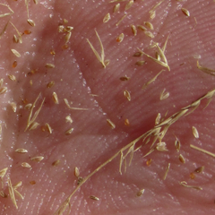 Leptochloa mucronata