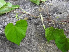 Ipomoea muricata