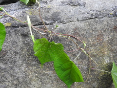 Ipomoea muricata