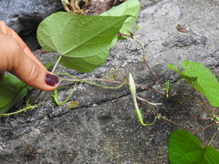 Ipomoea muricata