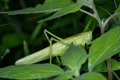 Tettigonia viridissima