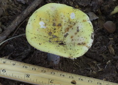 Russula ochroleucoides