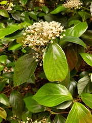 Viburnum japonicum