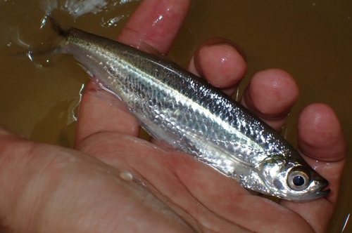 Knife-edged carp (Oxygaster anomalura) — Cyprinidae — 5