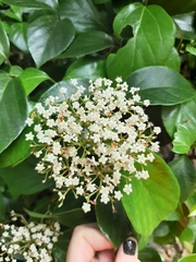 Viburnum japonicum