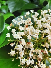 Viburnum japonicum