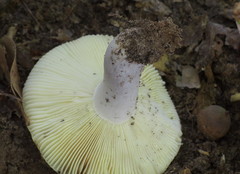 Russula ochroleucoides