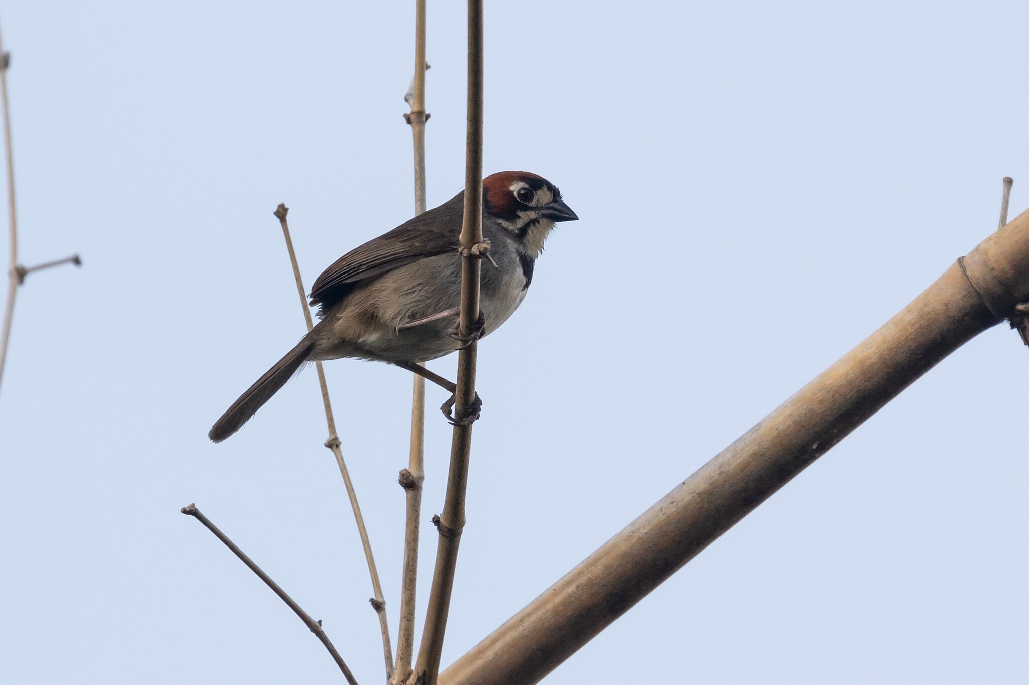 Cabanis's Ground-Sparrow (Melozone cabanisi)