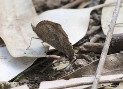 Pindis squamistriga